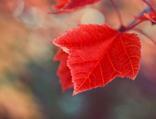 ODK, google spreadsheet and wordpress