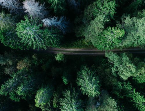 Download and install a WordPress theme from ThemeForest